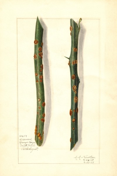 Two Diseased Orange Tree Twigs, Citrus sinensis,