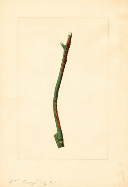 Orange Tree Twig, Citrus sinensis, 1910