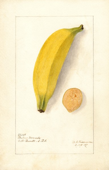 Banana, Platano Morado variety,