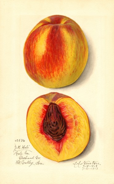 Peaches, J.H. Hale Variety, 1913
