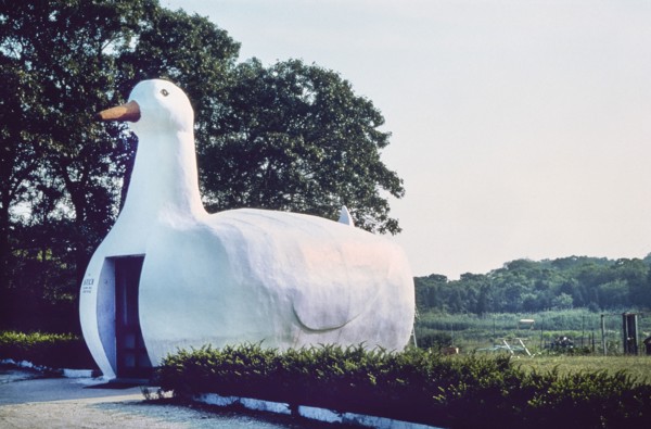 Long Island duck, Flanders, 1970's