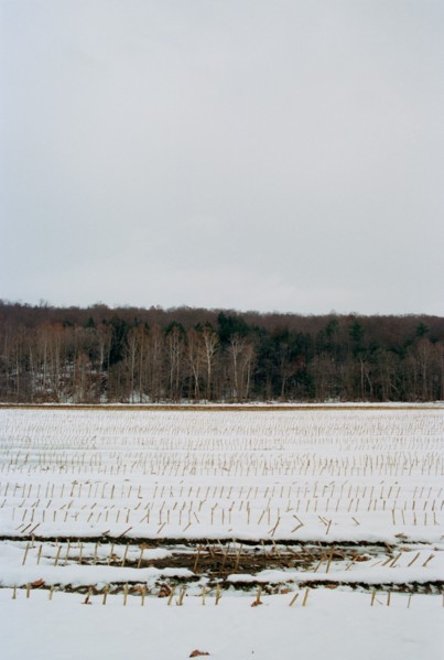 Winter Cornfield,,