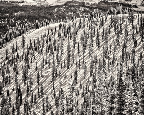 Mountain Slope with Evergreen Trees, Whitefish,