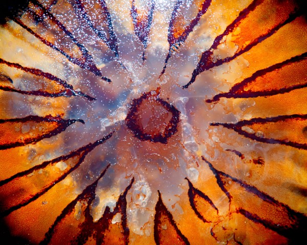 Jellyfish, Close-Up,