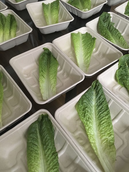 Lettuce Leaves in Paper Trays,,
