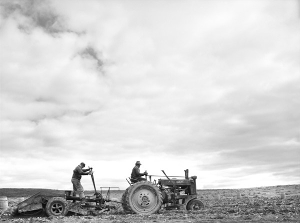 Tractor-Drawn Potato Digger at work on Farm near Caribou, Maine