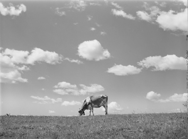 Cow in Pasture, Santi County