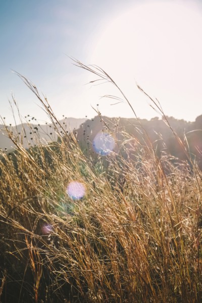 Tall golden grasses in Afternoon Sun,