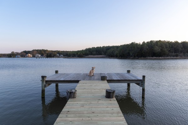 Dog on Dock