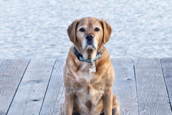 Close-up of Dog on Dock