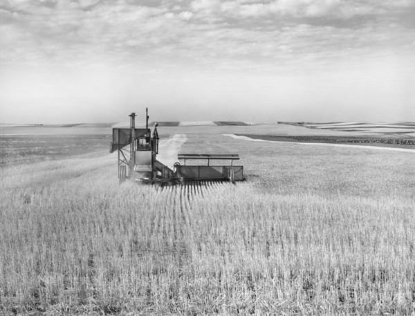 Harvesting wheat with Combine