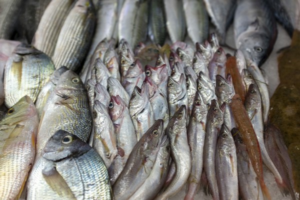 Close-up of Fish at Fish Market