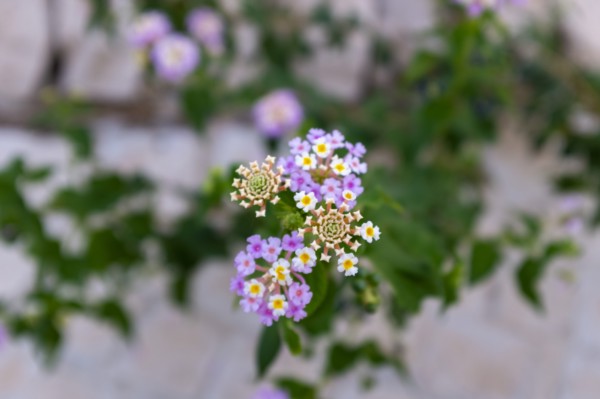 Verbena Flower