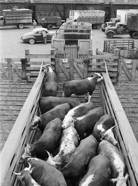 Cattle in holding pen