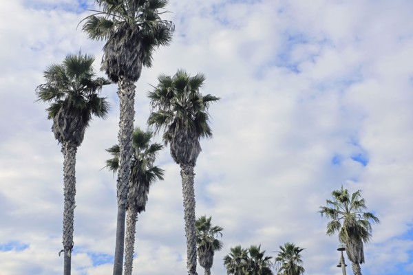 Palms Trees and Cloudy Sky