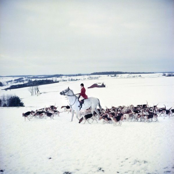 Fox Hunt