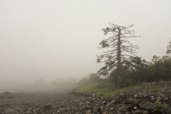 Fog surrounding Dying Evergreen Tree at Beach
