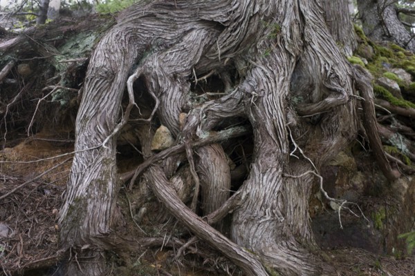 Gnarled Tree Trunk and Roots