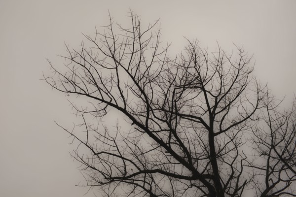 Silhouette of Bare Tree Branches against Cloudy Sky