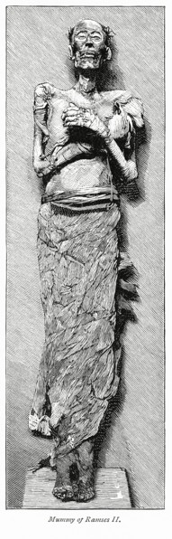 Mummy of Ramses II