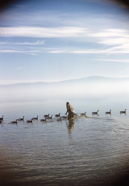 Rear View of Man standing in water with Duck Decoys