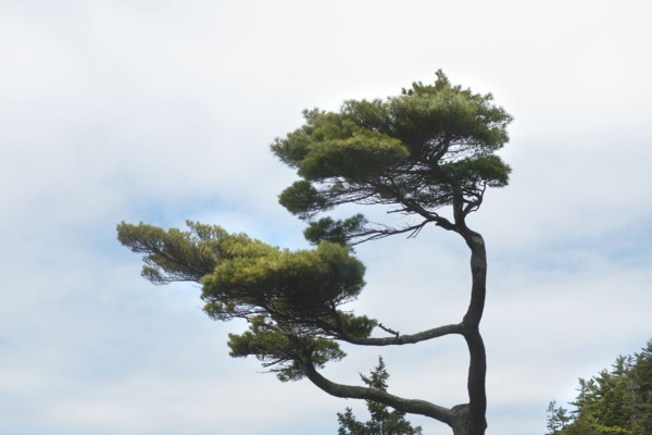 Pine Tree against Cloudy Sky