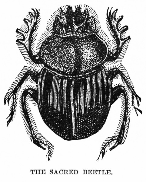 The Sacred Beetle