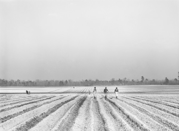 Agricultural workers planting corn on large farm near Moncks Corner