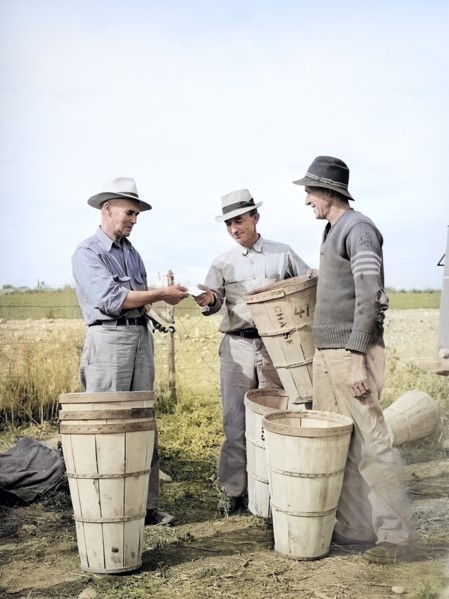 Pea pickers getting slip as they check in hampers of peas, Canyon County, Idaho, USA, Russell Lee,