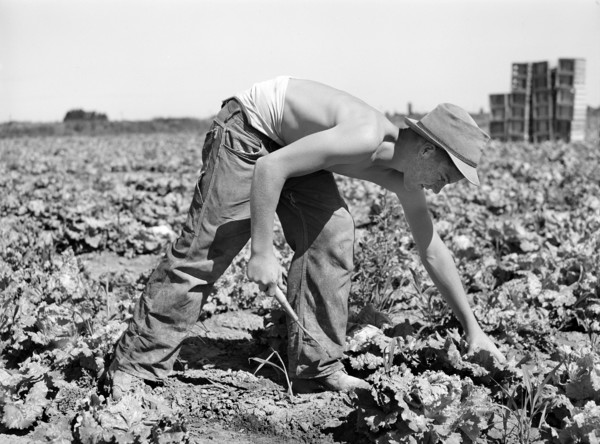 Teen boy cutting lettuce in field, Canyon County, Idaho, USA, Russell Lee, U.S. Farm Security