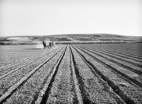 Farmer discing his land, Black Canyon Project, Canyon County, Idaho, USA, Russell Lee, U.S. Farm