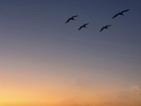 Pelicans in flight at sunrise