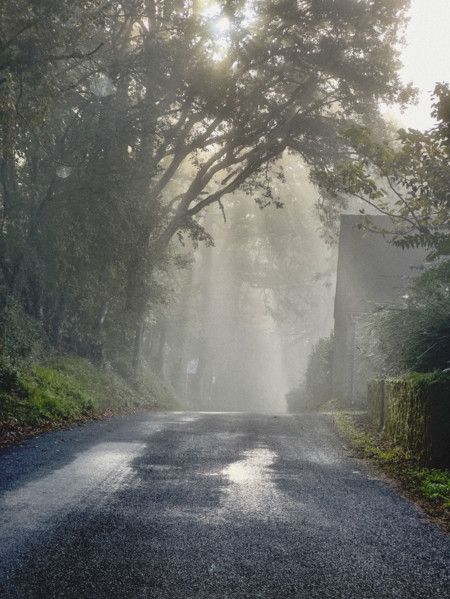 Morning sunlight streaming through trees on misty country road, Dordogne, France