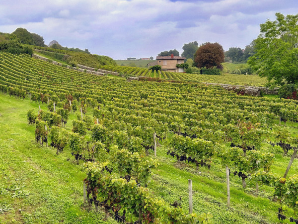 Lush vineyard, Saint-Emilion, France