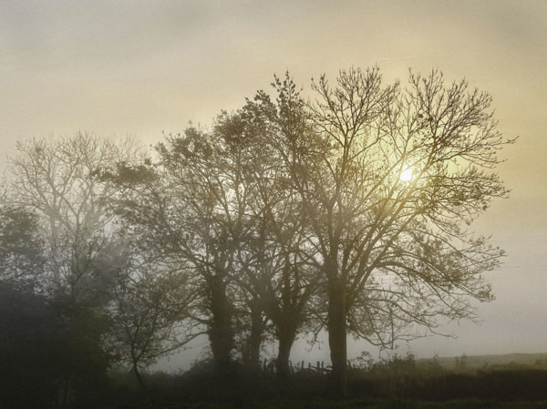 Misty sunrise through trees
