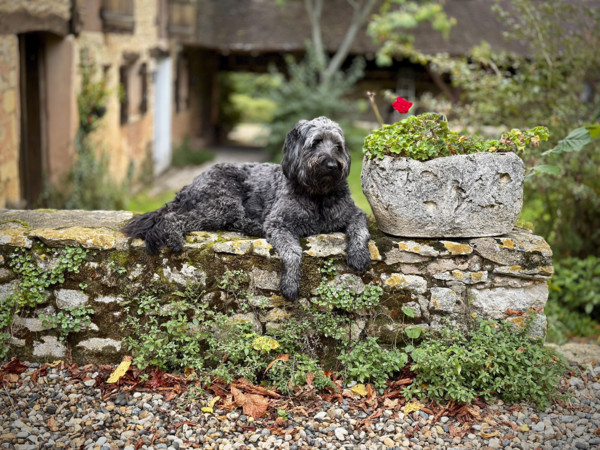 Portrait of dog on rock wall