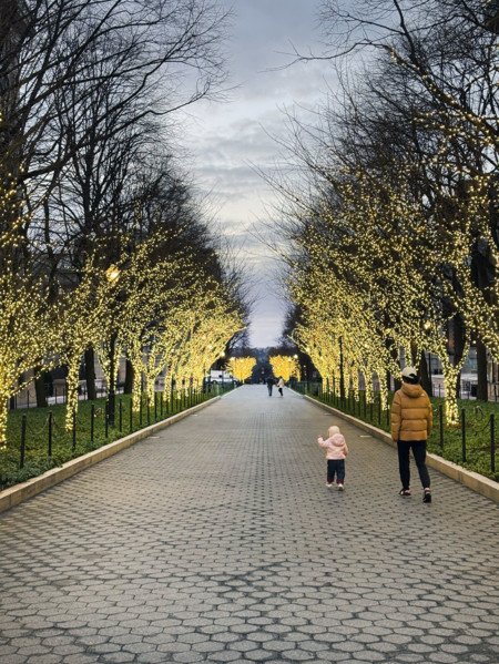 College Walk at dusk with illuminated lights wrapped around trees, Columbia University, New York