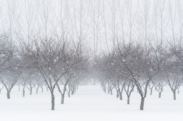Cherry orchard in winter