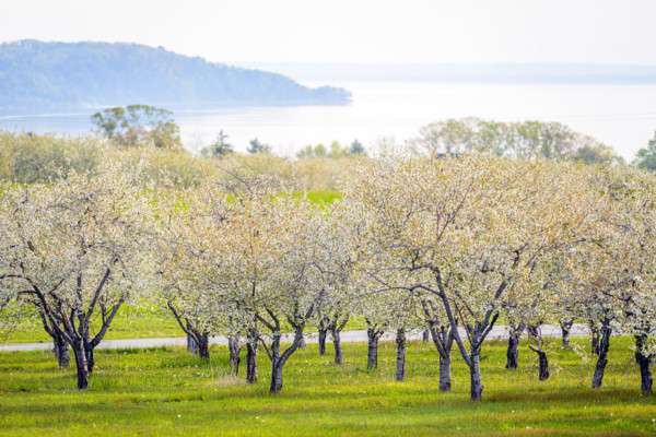 Field of white cherry blossoms