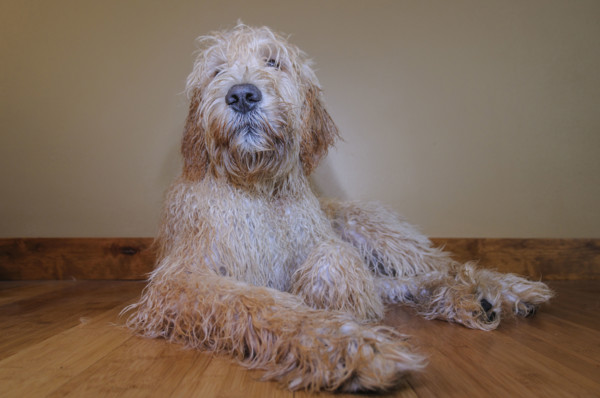Full-length portrait of Goldendoodle dog