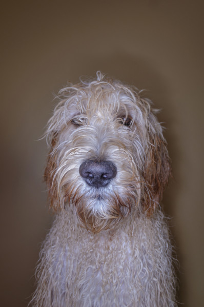 Portrait of Goldendoodle dog