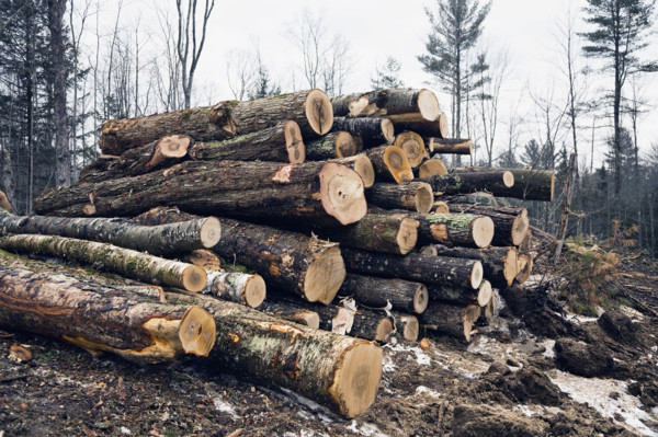 Stacked timber in forest