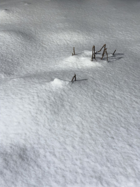 twigs poking through snow