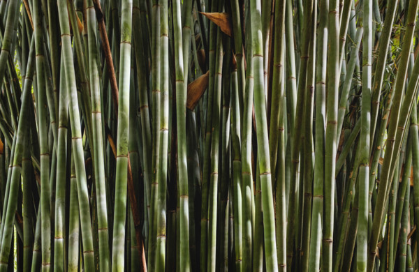Thicket of bamboo stalks