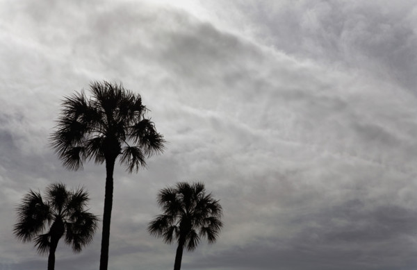 Palm Trees in Silhouette