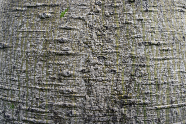 Close up detail of Queensland bottle tree bark