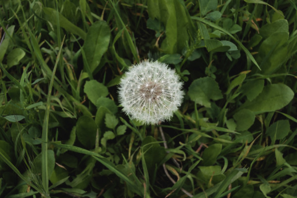 dandelion head with seeds amongst green grass