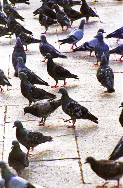 Pigeons in St Marks Square, Venice, Italy