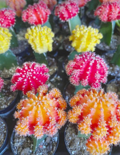 Selection of colorful moon cactuses, high angle view