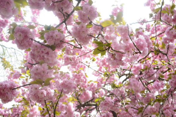 Branches of Sakura cherry blossoms in full bloom